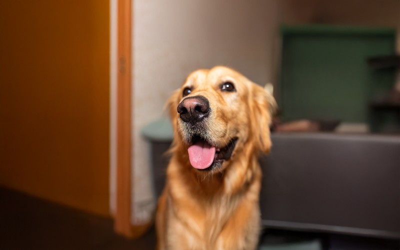 Dog Skills: Kemampuan yang Sebenarnya Berguna dan Penting untuk Hidup yang Seimbang